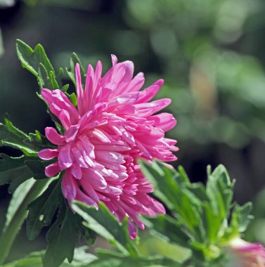 Açılmamış narin bir tomurcuk sabah güneşinin altında bahçede mor bir tost makinası.