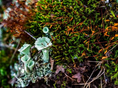 Latince adı Cladonia olan güzel orman yosunu.