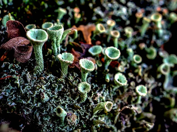 Beautiful Forest Lichen Latin Name Cladonia — Stock Photo, Image