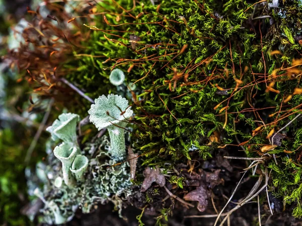 Bellissimo Lichene Forestale Con Nome Latino Cladonia — Foto Stock