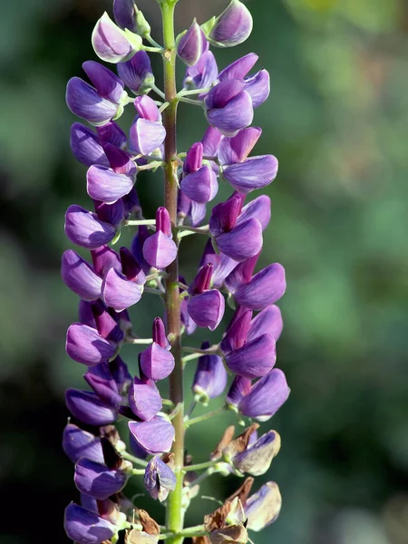 Lumineux Délicat Belle Floraison Lupins Violets Dans Jardin — Photo