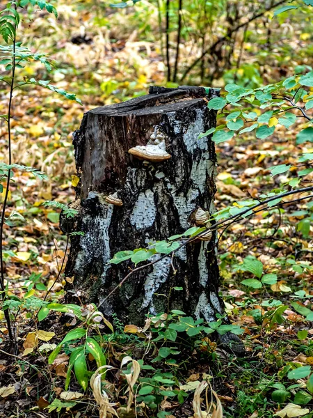 Tinder Svamp Med Det Latinska Namnet Fomes Fomentarius Höstskogen Björkstubbe — Stockfoto