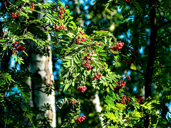 夏には森の枝に赤い山灰 — ストック写真