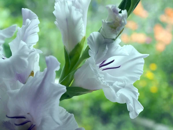 Fresh Light Purple Gladiolus Delicate Petals Macro Narrow Focus Area — Stock Photo, Image