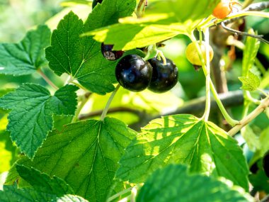 Bahçedeki çalıların üzerinde taze, taze, olgun, siyah kuş üzümü.