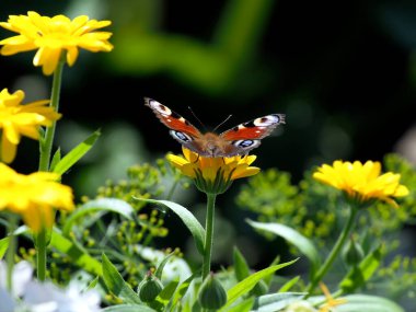 Latince adı Aglais Io olan kelebek bir takvim çiçeğinin üzerinde oturuyor.