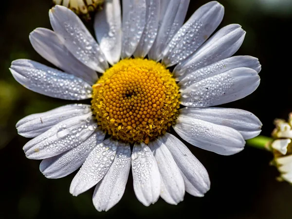 Fresh White Chamomile Morning Dew Drops Garden — Stock Photo, Image