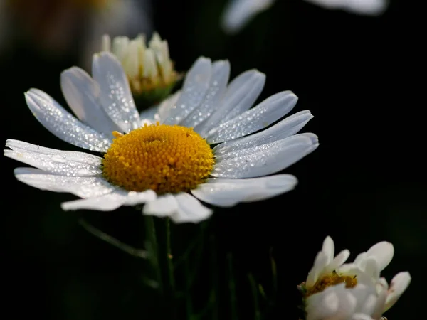 Φρέσκο Λευκό Χαμομήλι Πρωινό Δροσοσταλίδες Στον Κήπο — Φωτογραφία Αρχείου