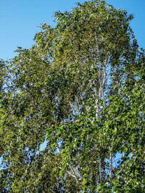 Sabah mavi gökyüzünün arka planında huş ağacı tacı