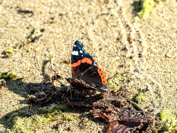 Πεταλούδα Λατινικό Όνομα Vanessa Atalanta Κάθεται Στην Άμμο Στην Ακτή — Φωτογραφία Αρχείου