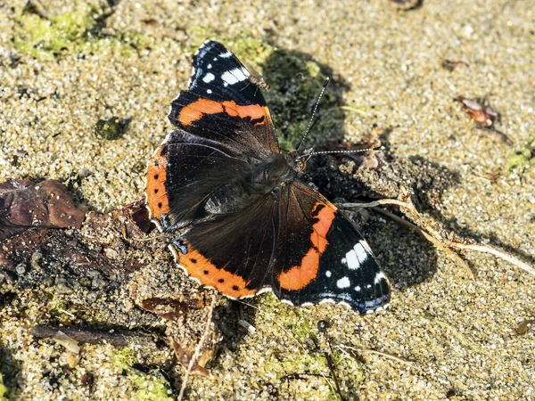 Motyl Łacińskiej Nazwie Vanessa Atalanta Siedzi Piasku Brzegu Jeziora — Zdjęcie stockowe