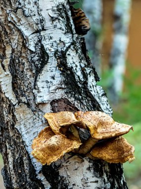 Bir huş ağacının gövdesinde mantarlar yetişir.