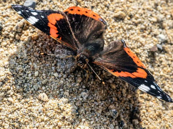 Borboleta Com Nome Latino Vanessa Atalanta Senta Areia Margem Lago — Fotografia de Stock