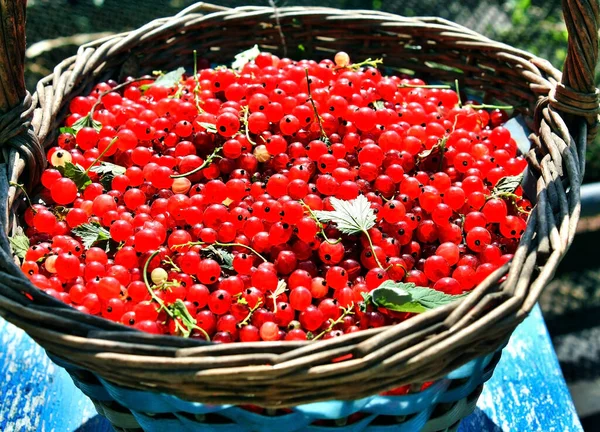 Basket full of ripe red currant in the garden — Stock Photo, Image