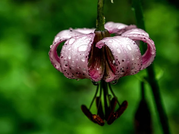 Las Kwiatowy Lily Łacińską Nazwą Lilium Martagon Rośliny Lecznicze Zawarte — Zdjęcie stockowe