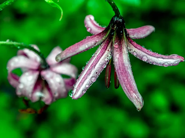Las Kwiatowy Lily Łacińską Nazwą Lilium Martagon Rośliny Lecznicze Zawarte — Zdjęcie stockowe