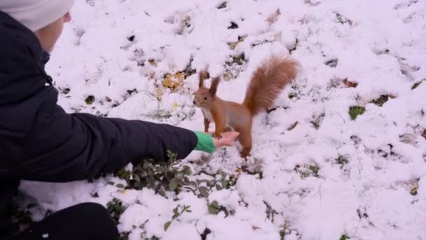 Una chica alimenta a una ardilla de sus manos en invierno, en un césped con nieve — Vídeo de stock