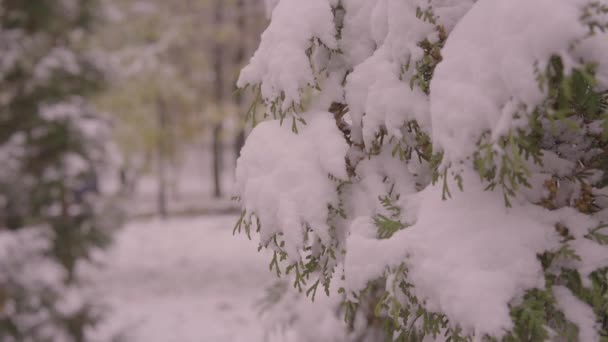 Ramas Abeto Noche Nieve Primer Plano Luz Fondo Casa Imágenes — Vídeo de stock