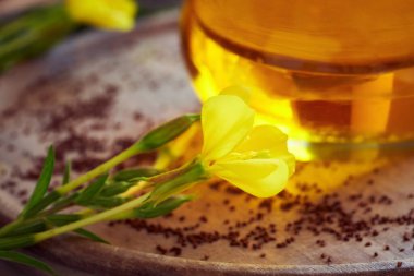 Taze Oenothera biennis çiçekleri ve arkaplanda akşam çiçeği yağı ve tohumları.