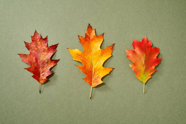 Three red, yellow and orange autumn leaves on green background, top view