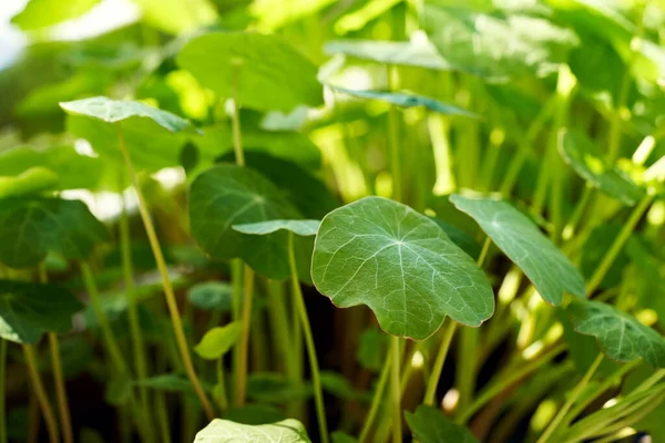 Bladeren Van Verse Nasturtium Plant Groeien Buiten Het Zonlicht Natuurlijke — Stockfoto