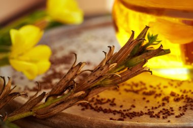 Oenothera biennis bakla tohumları, evening primrose yağı arka planda bir şişe ile