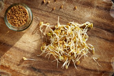 Arka planda kuru tohumlar olan bir yığın taze çam ağacı filizleri.