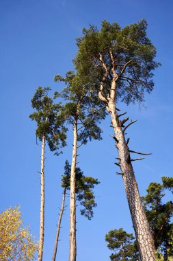 Güneşli bir sonbahar gününde ormanda çam ağaçları.