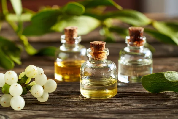 Bottiglie Olio Essenziale Aromaterapia Con Pianta Fresca Vischio Bacche — Foto Stock