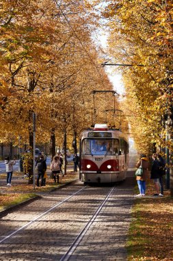 PRAG, CZECH Cumhuriyet - 24 Ekim 2021: Prag Kalesi yakınlarındaki sarı sonbahar ağaçlarının altında tramvay