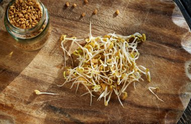 Taze filizlenmiş çeçen otu ya da Trigonella tohumu.