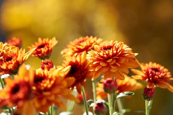 Closeup Orange Chrysanthemum Flowers Growing Outdoors Autumn Sunlight — Stockfoto