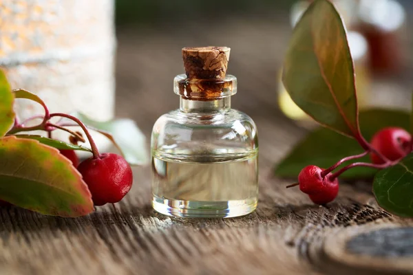 Una Botella Aceite Esencial Con Hojas Frescas Verdor Invernal Bayas — Foto de Stock