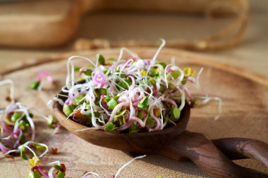 Ev yapımı turp filizleri ya da mikro yeşiller, kapatın.