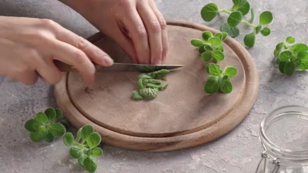 Cutting Fresh Silver Spurflower Plant Préparation Sirop Herbes Maison Contre — Video