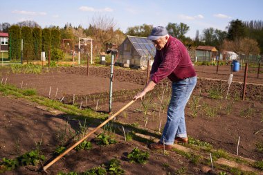 Bahçede ya da baharda çalışan kıdemli bir adam.