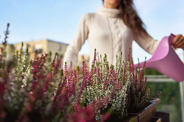 Fresh Blooming Heather Plant Growing Balcony Autumn Woman Watering Them — Stockfoto