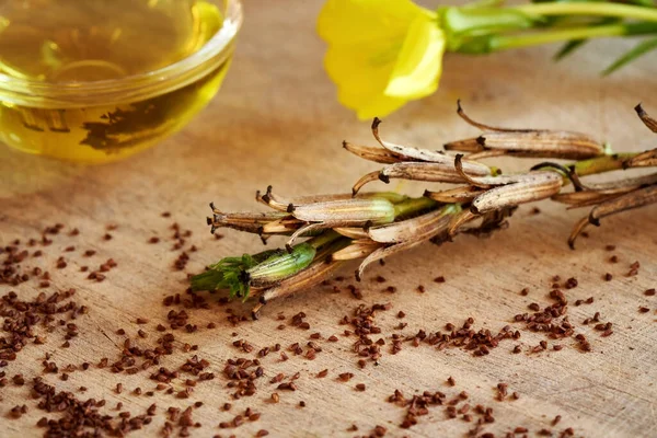 Vainas Onagra Con Semillas Aceite Flor Planta Oenothera Biennis Fondo — Foto de Stock