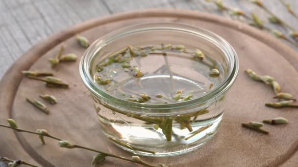 Putting Cut Young Willow Branches Buds Alcohol Preparation Homemade Herbal — Stock Video