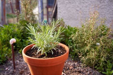 Bahçedeki bir saksıda, bahçedeki bir saksıda yetişen genç otlar.