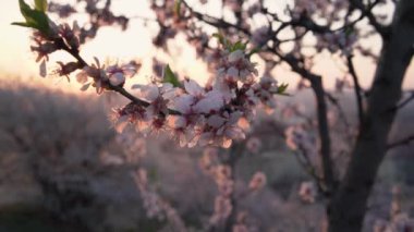 Bahar güneşinde açan pembe badem ağaçlarının yakın çekimi, yavaş çekim