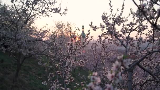 Rosa Blühende Mandelbäume Einem Sonnigen Frühlingsmorgen Mit Prager Panorama Hintergrund — Stockvideo