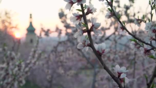 Pinkfarbener Mandelbaum Blüht Einem Frühlingsmorgen Mit Einem Prager Panorama Hintergrund — Stockvideo