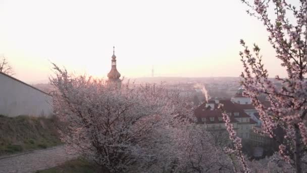 Panorama Praga Una Mattina Primavera Con Mandorli Fiore Primo Piano — Video Stock