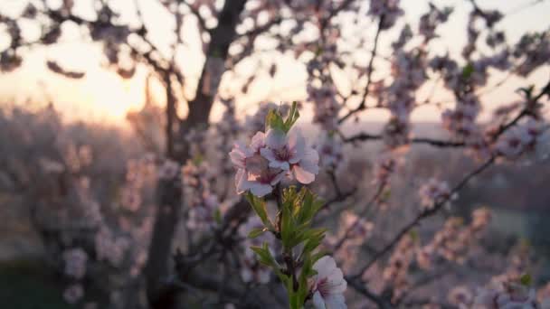 Nahaufnahme Von Rosa Mandelbaumblüten Frühling Zeitlupe — Stockvideo