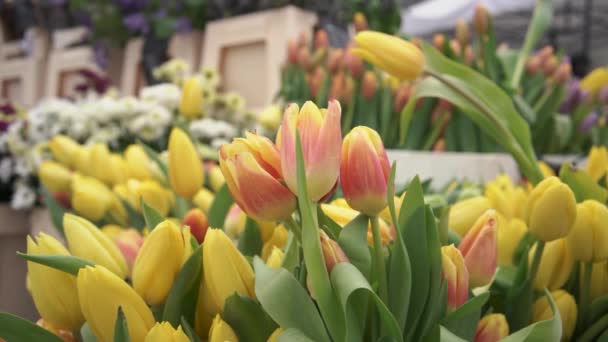 Pomarańczowe Żółte Tulipany Targu Rolniczym Wiosną Zwolnione Tempo — Wideo stockowe