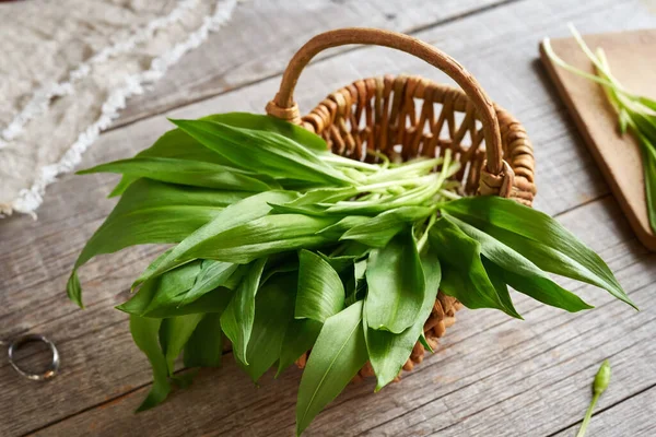 Las Hojas Frescas Jóvenes Ajo Silvestre Collectead Principios Primavera Cesta — Foto de Stock