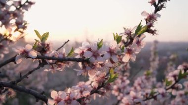 Pembe badem ağacı bir bahar sabahı çiçek açar, ağır çekimde.