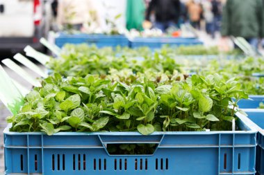 Baharda çiftçi pazarında mavi bir sandıkta bitki tohumları.