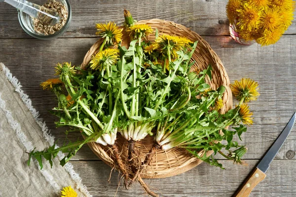 Ganze Blühende Löwenzahnpflanzen Mit Wurzeln Auf Dem Tisch Heilkräuter — Stockfoto